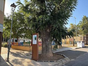 El nogal centenario de la calle La Torre de Alhaurín de la Torre junto a su nuevo tótem informativo